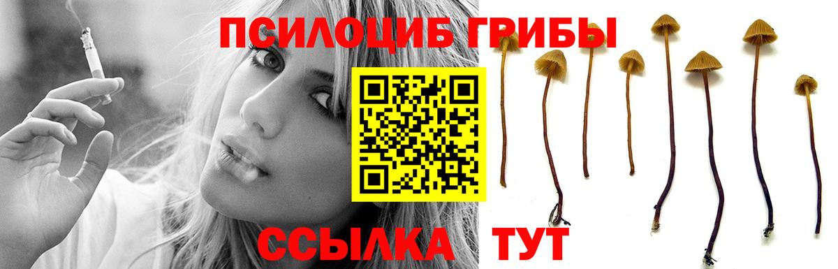 Псилоцибиновые грибы Psilocybine cubensis Липецк